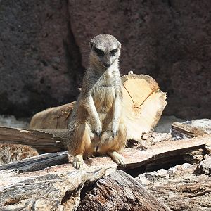 Meerkat (Suricata suricatta), 2022-08-20