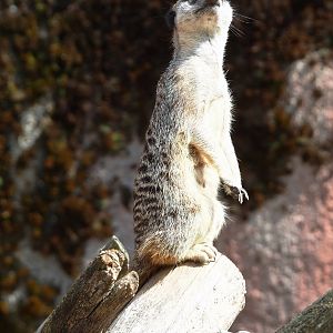 Meerkat (Suricata suricatta), 2022-08-20