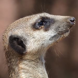 Meerkat (Suricata suricatta), 2022-08-20