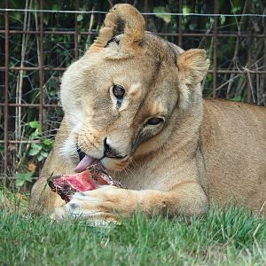 African lioness (Panthera leo), 2022-08-20