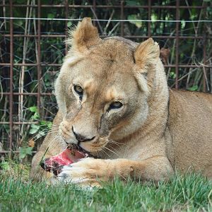African lioness (Panthera leo), 2022-08-20