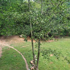 African wild dog exhibit, 2022-08-20