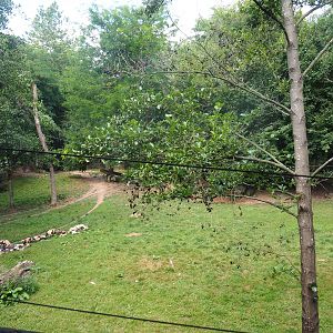 African wild dog exhibit, 2022-08-20