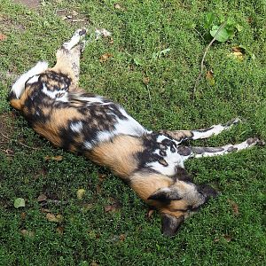 African wild dog (Lycaon pictus), 2022-08-20