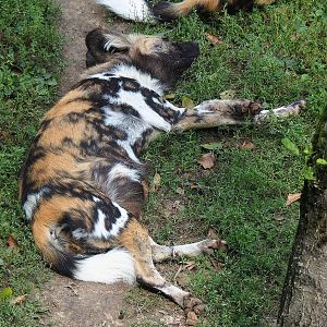 African wild dog (Lycaon pictus), 2022-08-20