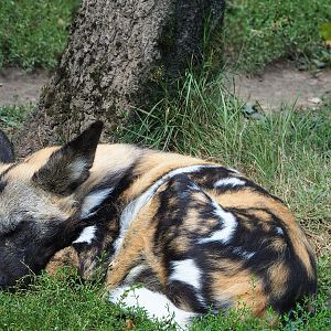 African wild dog (Lycaon pictus), 2022-08-20