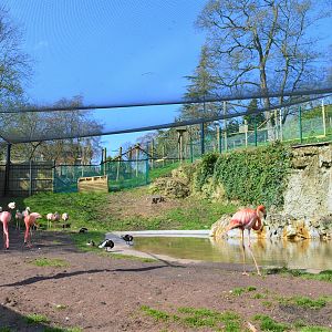 Inside flamingo aviary