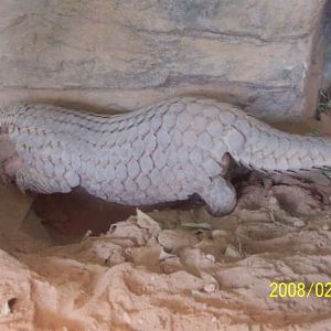 Chinese Pangolin(Manis Pentadactyla)
