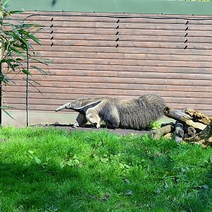 Giant anteater