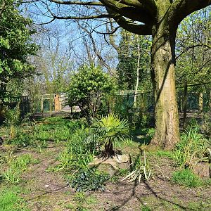 Main Southern cassowary paddock.