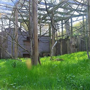 Sloth, agouti, and small primate exhibiit.