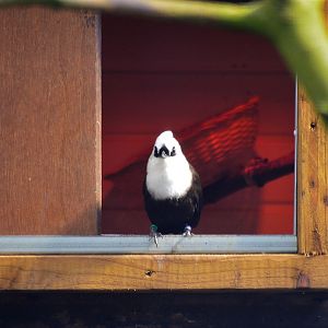Sumatran laughingthrush
