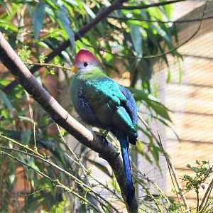 Red-crested turaco