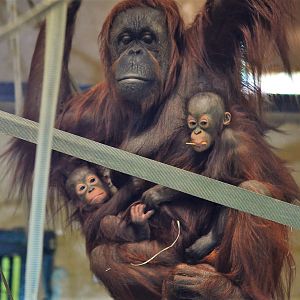 Female orangutan carrying her son and grandson.