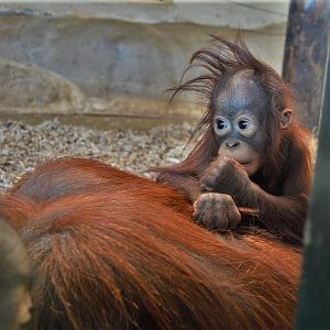 Very young orangutan.