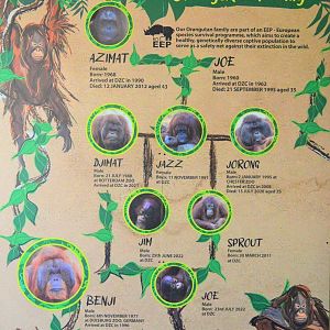 Family tree of Dudley's orangutans.