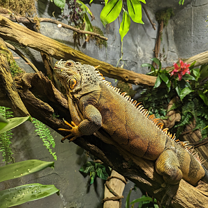 Green Iguana 4/19/2023