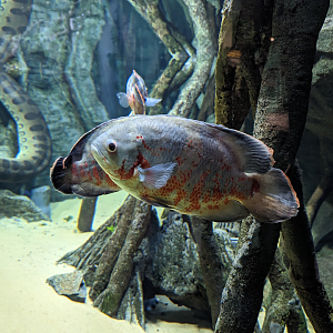 Oscars and Green Anaconda 4/19/2023