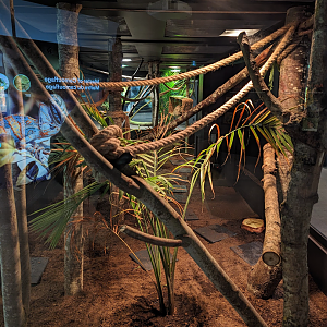 Linne’s Two-Toed Sloth Exhibit 4/19/2023