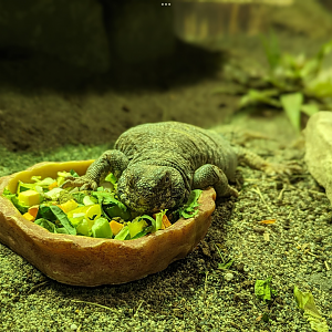 Uromastyx 4/19/2023