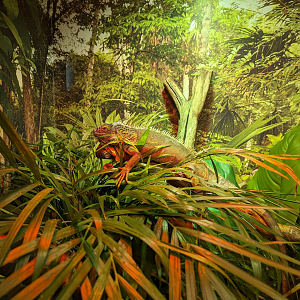 Green Iguana 4/19/2023