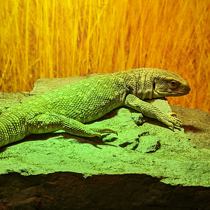 Monitor Lizard 4/19/2023