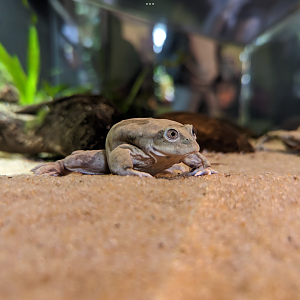 Lake Titicaca Frog 4/19/2023