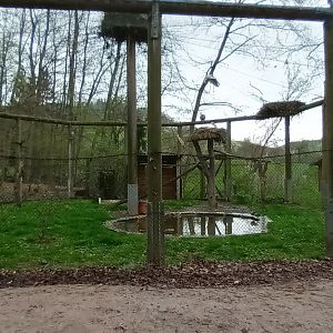 European white Stork, Black crowned night Heron and Ringed Teal Aviary