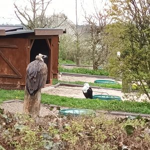 Cinnerous Vulture and African Fish Eagle