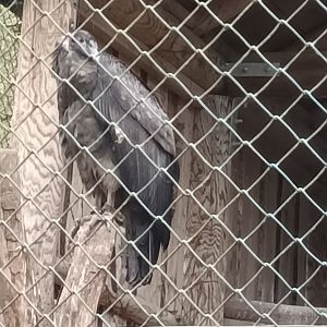 Female Andean Condor