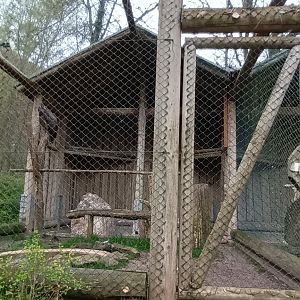 Andean Condor Aviary