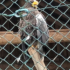 Stellers Sea Eagle