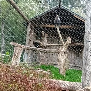 Stellers Sea Eagle Aviary