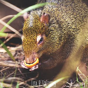 Azara's Agouti