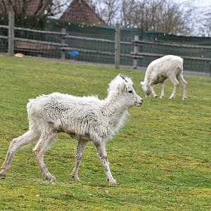 Wildpark Potzberg - Dall sheep