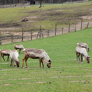 Wildpark Potzberg - domestic reindeer