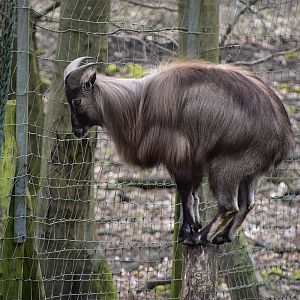 Wildpark Potzberg - Himalaya tahr