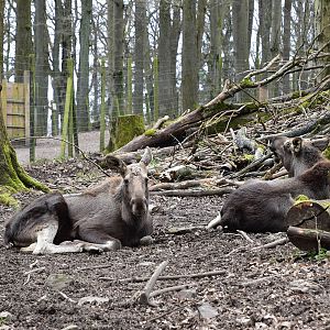 Wildpark Potzberg - European elk