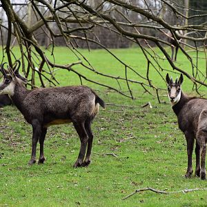Wildpark Potzberg - chamois
