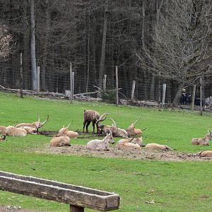 Wildpark Potzberg - Alpine ibex
