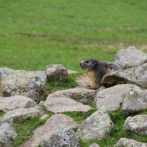 Wildpark Potzberg - free-roaming Alpine marmot