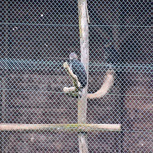 Wildpark Potzberg - bird of prey aviaries
