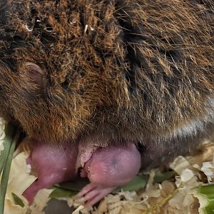 Lesser bamboo rat with young