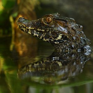 Cuvier's dwarf caiman (Paleosuchus palpebrosus)