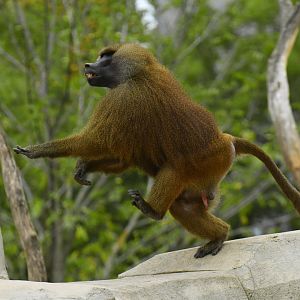 Guinea baboon (Papio papio)