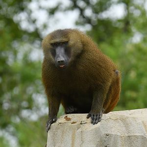 Guinea baboon (Papio papio)