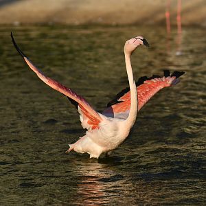 Greater flamingo (Phoenicopterus roseus)