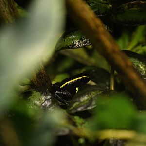Phyllobates aurotaenia