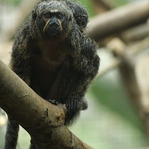 White-faced saki (Pithecia pithecia)