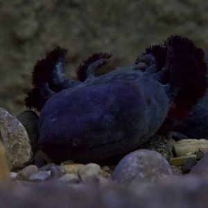 Mudpuppy/ Necturus maculosus